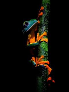 Las Arrieras Nature Reserve and Ecolodge - Horquetas - 1