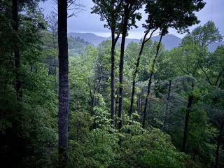 A Rustic Hideout - Ellijay - 6