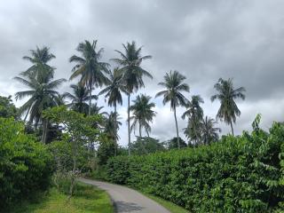Lim Garden Homes - Balik Pulau - 5