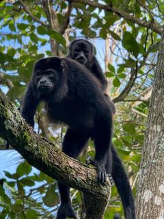 Casa Mamré - Cahuita - 5