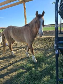 Matchbox desert oasis hot tub, pet friendly! - Las Cruces - 9
