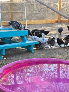 Matchbox desert oasis hot tub, pet friendly! - Las Cruces - 7