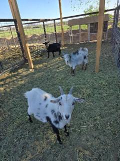 Matchbox desert oasis hot tub, pet friendly! - Las Cruces - 4
