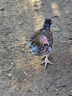 Matchbox desert oasis hot tub, pet friendly! - 2