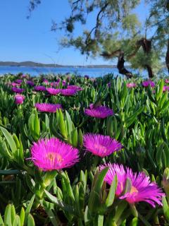 Apartmani BaSaDa by the sea Kuciste - Perna, Peljesac - 4545 - Kučište - 3