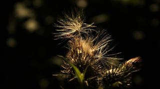 Natuurhuisje aan Duinrand - 6