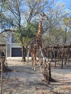 Giraffe Studio @ Kruger - Marloth Park - 7