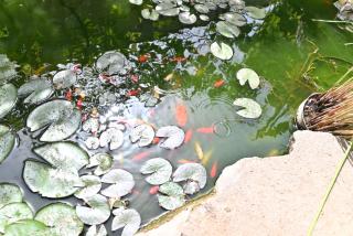 IzzHome Paradise - Pula - 5