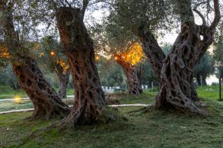 MASHTRA - The Olive House - Ulcinj - 4