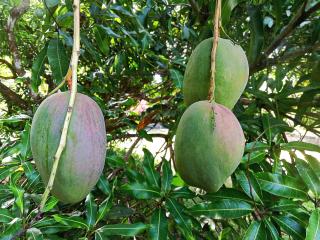 L'îlet cacao - Le Gosier - 5