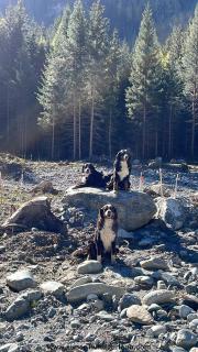 Ferienwohnung Chow Chow - 1