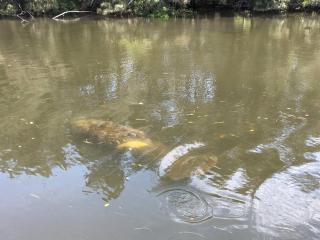 Northern Point of Treasure Island, New Port Richey - 6