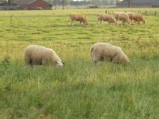 Landrust - Horssen - 7