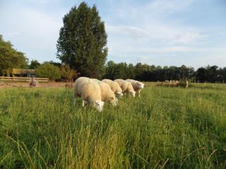 Landrust - Horssen - 2