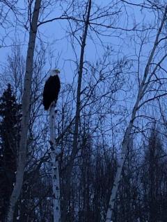 Secluded, peaceful, lake front Suite. - Wasilla - 1