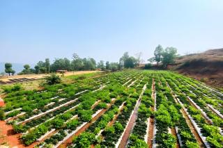 Greenland Stay - Mahabaleshwar - 6