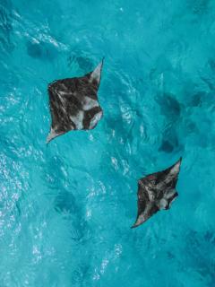 Diamonds Athuruga Maldives Resort & Spa - 9