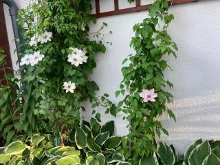 Casa Blanca - Jastarnia - 7