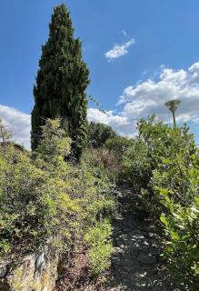 2PoggioValentine Mansion Nature - 9