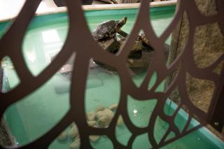 Black Tulip Hotel - 1