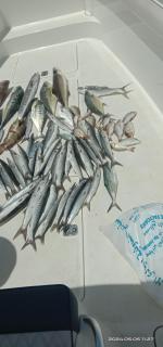 Dubai fishing trip 5 hours - Dubai - 7