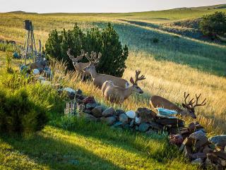 The Shepherd's Retreat - Livingston - 1