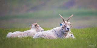 Hafnir - Grundarfjordur - 2
