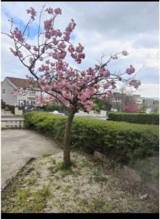 Town Center 3Room House free parking - Letterkenny - 7
