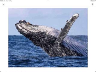 Turtle Cove Lake Front Cabin 300m To Beach - Hervey Bay - 9