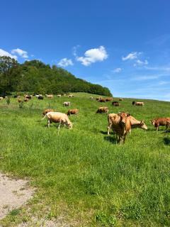 Zimmer auf dem Scheuerhof - Wittlich - 7