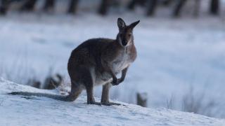 Cabin 1 - Snowy Accommodation - Adaminaby - 2
