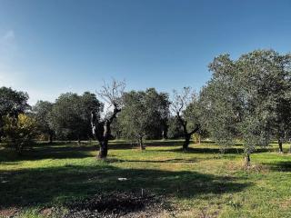 Villa a Serranova, Torre Guaceto - Carovigno - 5