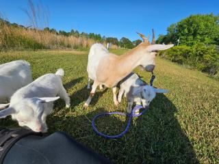 Phoenix Farms Vineyard - 8