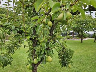 Eldeufer Comfortable holiday residence - 2