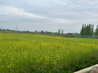Green view group of houseboats - Srinagar - 7