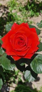 City Center Luxury Spacious apt A&M - 9