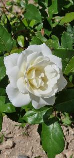 City Center Luxury Spacious apt A&M - 8