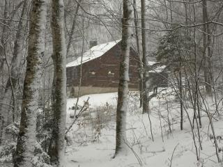 Cabin in the Woods - Sandgate - 3