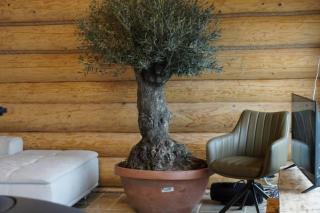 Cabana de Bușteni - 3