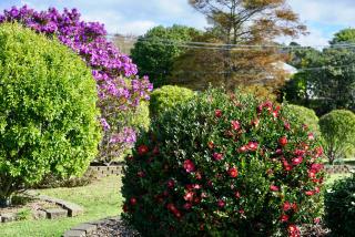 Oneroa Tui Garden, Waiheke - Oneroa - 7