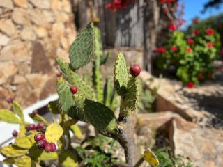 Villa Ira Gongilo R9048 - Porto Rotondo - 7