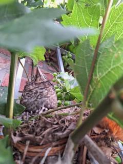 Gästewohnung Kleinstadtperle in Pritzwalk - 9