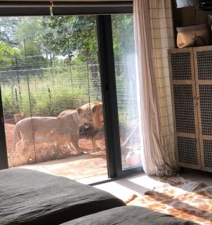 Simba Safaris African Pride Exotic Lodge - 9