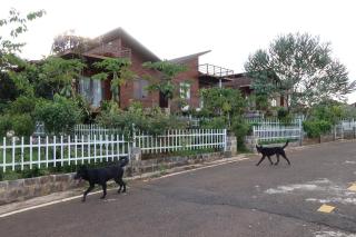 Lâm Khanh Home Bảo Lâm- Nhà gỗ bên rừng thông - 2