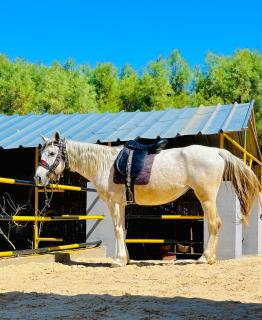 Dar louzir à Tazarka - 7