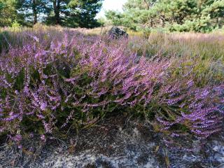 Augustówka - letnisko na Wrzosowiskach - 4