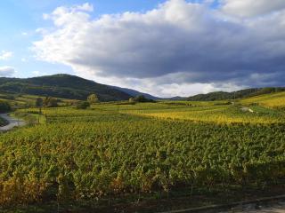 Cocon de caractère au cœur des vignes Alsaciennes - 8