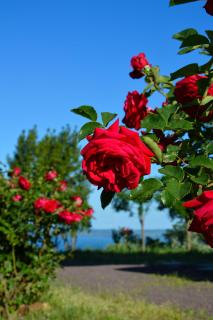Agriturismo "La Fraschetta" - Bolsena - 1