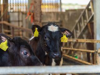 Chalet Beech Lodge by Interhome - 3