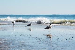 Direct Gulf Views with Deeded Beach Access (#17) - Sleeps 7 - Gulf Shores - 0